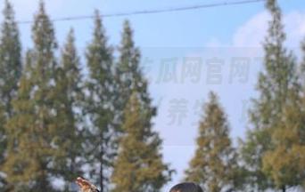 黑料吃瓜网官网下载，瓜其实也可以是个‘养生’项目！